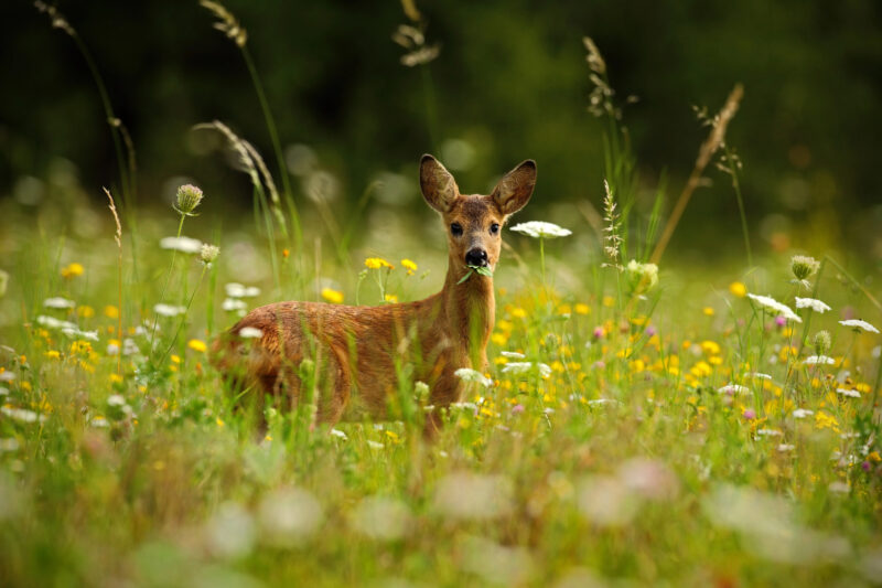 Observation de la faune
