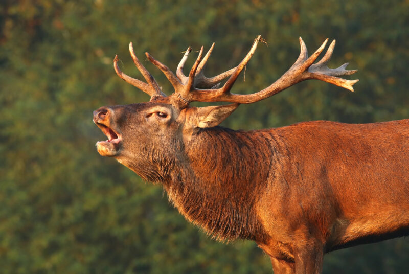 Brame du cerf