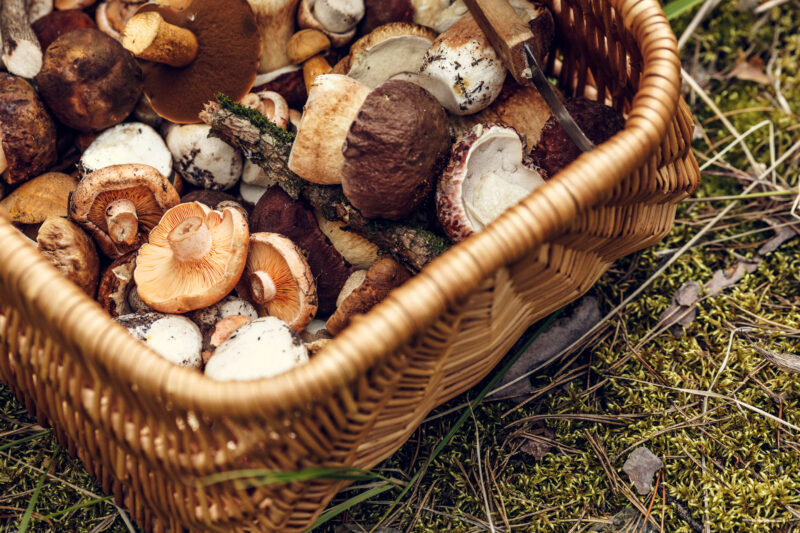 Balade et découverte des champignons